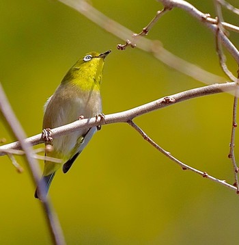 Warbling White-eye 21世紀の森と広場(千葉県松戸市) Sun, 2/7/2021