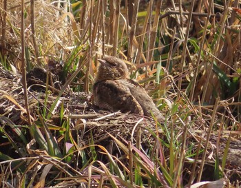 2021年2月13日(土) 舞岡公園の野鳥観察記録