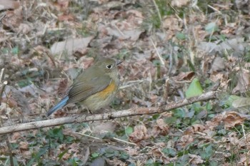 ルリビタキ 明治神宮 2021年2月13日(土)