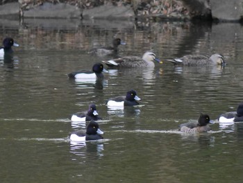 キンクロハジロ 都築中央公園 2021年2月13日(土)