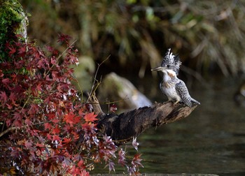 Crested Kingfisher Unknown Spots Sat, 11/26/2016