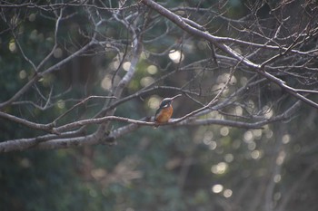 カワセミ 明治神宮 2021年2月13日(土)