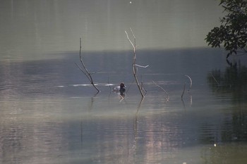 ホシハジロ 明治神宮 2021年2月13日(土)