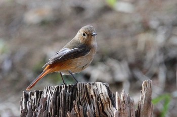 ジョウビタキ 福島県 2021年2月13日(土)