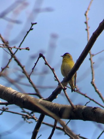 2021年2月13日(土) 神奈川県自然環境保全センターの野鳥観察記録