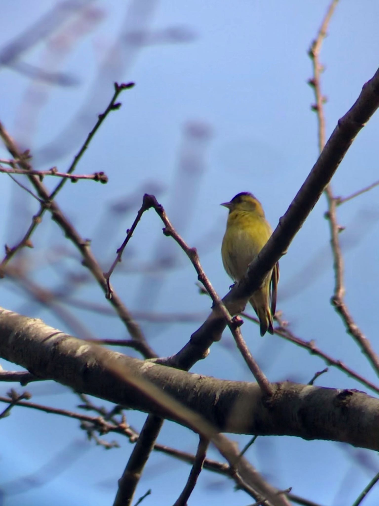 Photo of Eurasian Siskin at 神奈川県自然環境保全センター by Kuu