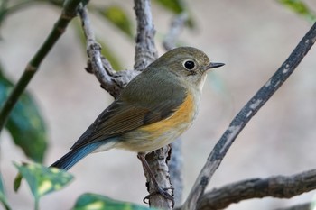 Red-flanked Bluetail 東京都 Sat, 2/13/2021