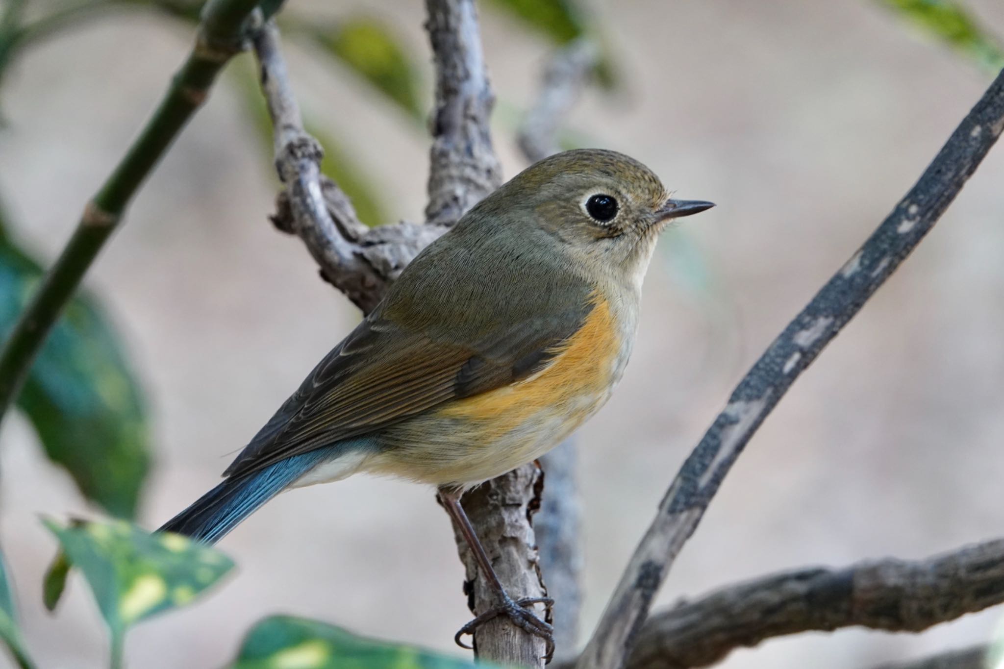 Photo of Red-flanked Bluetail at 東京都 by ひじり