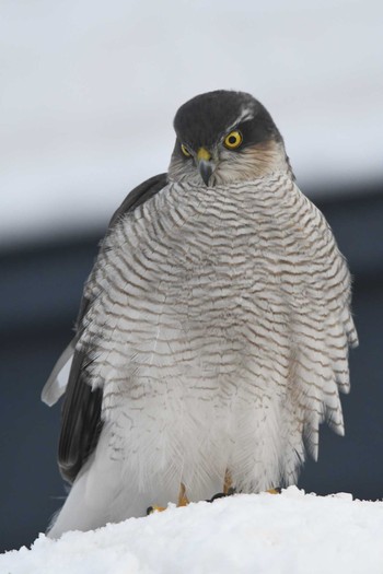 Eurasian Sparrowhawk 自宅庭 Sat, 2/13/2021