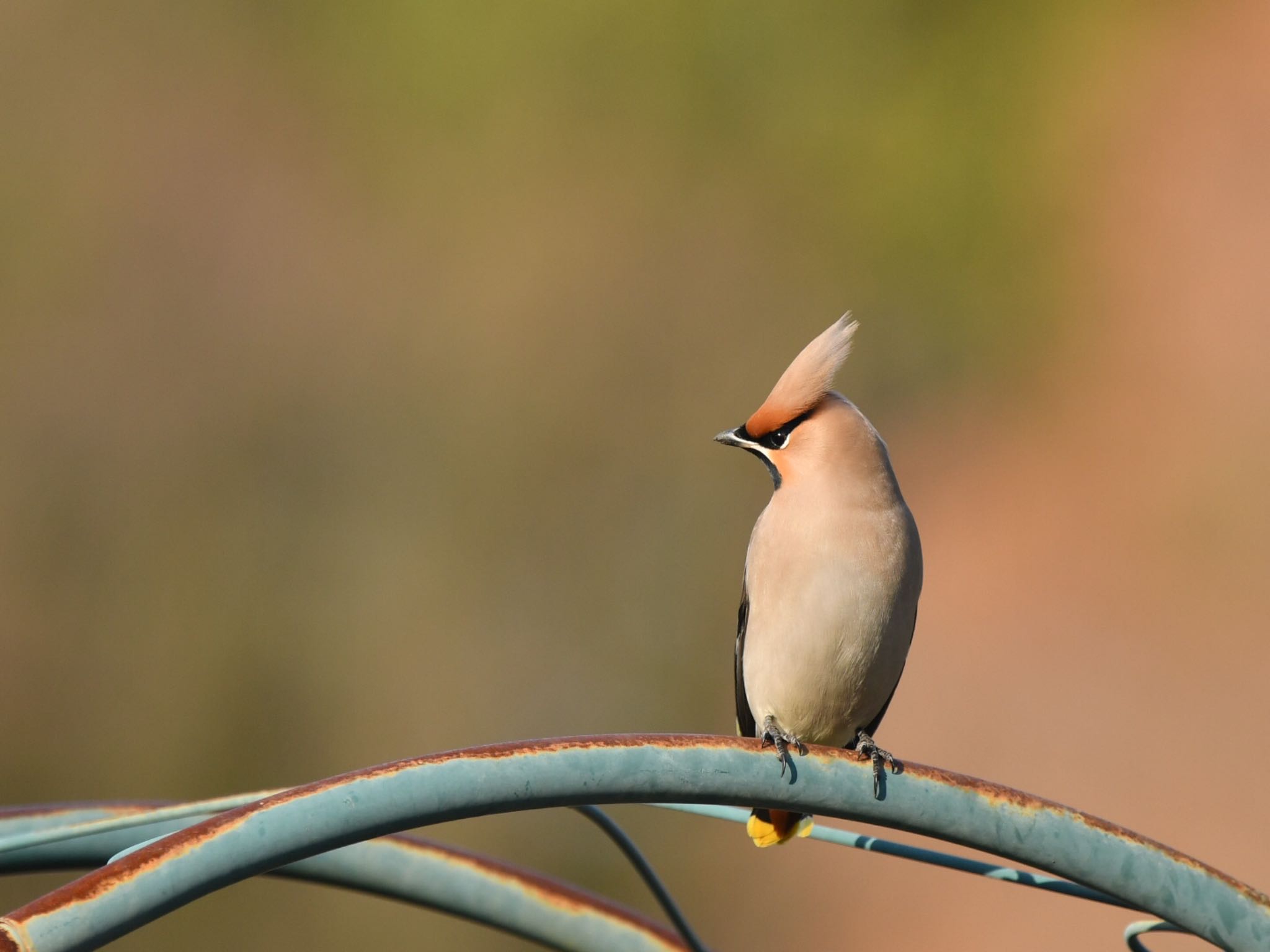 Photo of Bohemian Waxwing at  by ヨウコ