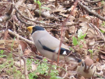 2021年2月13日(土) 山崎川中流域の野鳥観察記録