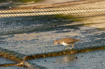 Common Sandpiper 志津川湾 Sat, 2/13/2021