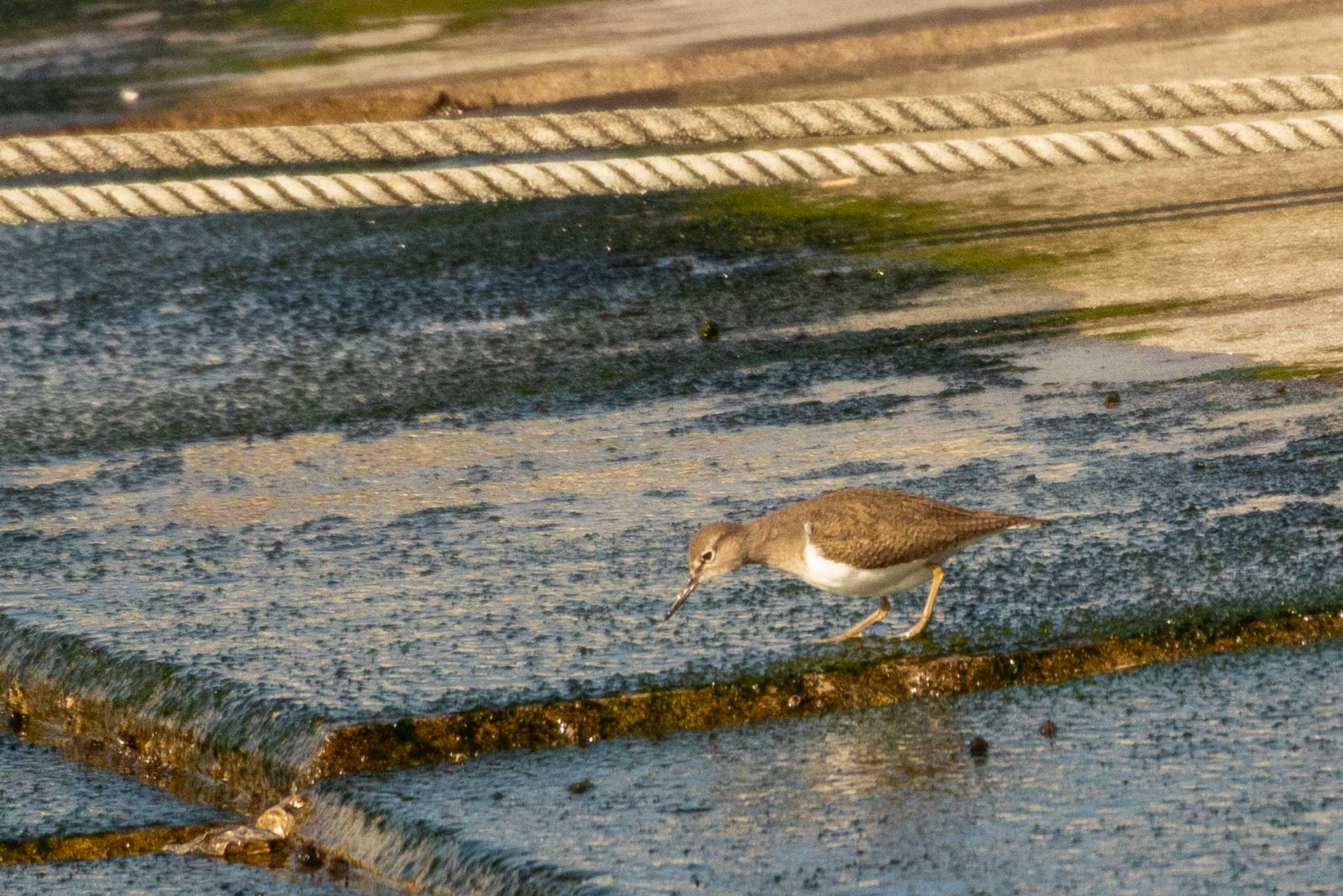 Photo of Common Sandpiper at 志津川湾 by かつきち