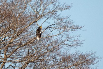 オオワシ 志津川湾 2021年2月13日(土)