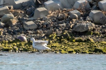 2021年2月13日(土) 志津川湾の野鳥観察記録