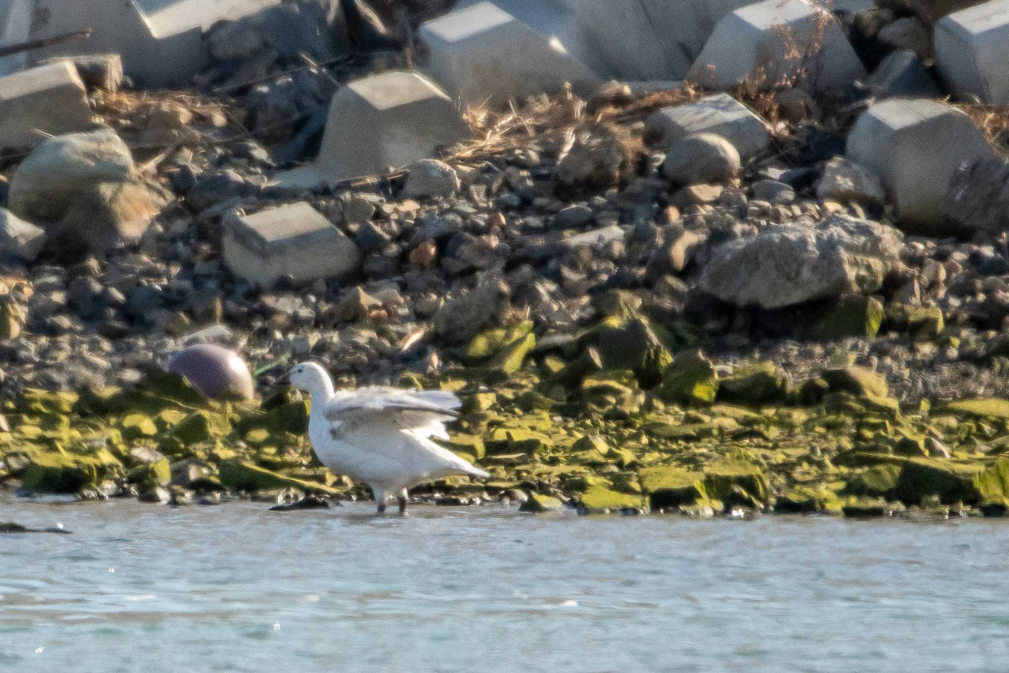 Photo of Snow Goose at 志津川湾 by かつきち