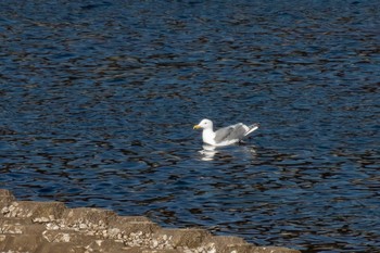 Glaucous-winged Gull 志津川湾 Sat, 2/13/2021