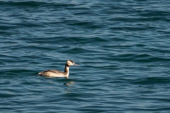 Great Crested Grebe 志津川湾 Sat, 2/13/2021