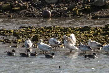 Snow Goose 志津川湾 Sat, 2/13/2021