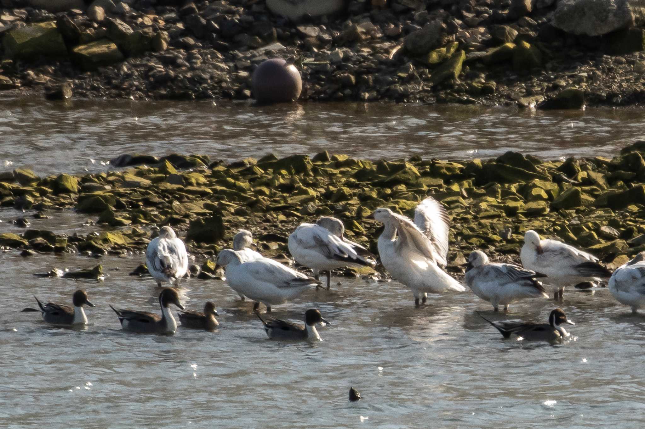 Photo of Snow Goose at 志津川湾 by かつきち