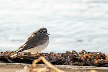 Long-billed Plover 志津川湾 Sat, 2/13/2021