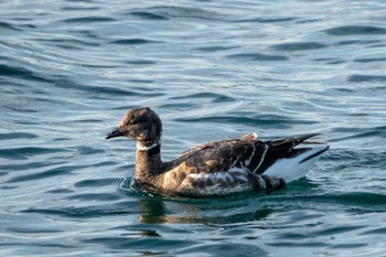 Brant Goose 志津川湾 Sat, 2/13/2021