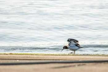 イソシギ 志津川湾 2021年2月13日(土)