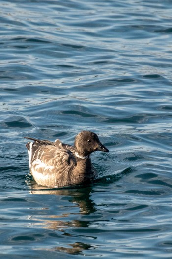 Brant Goose 志津川湾 Sat, 2/13/2021