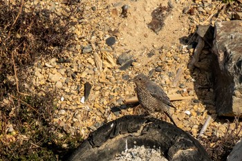 Blue Rock Thrush 志津川湾 Sat, 2/13/2021