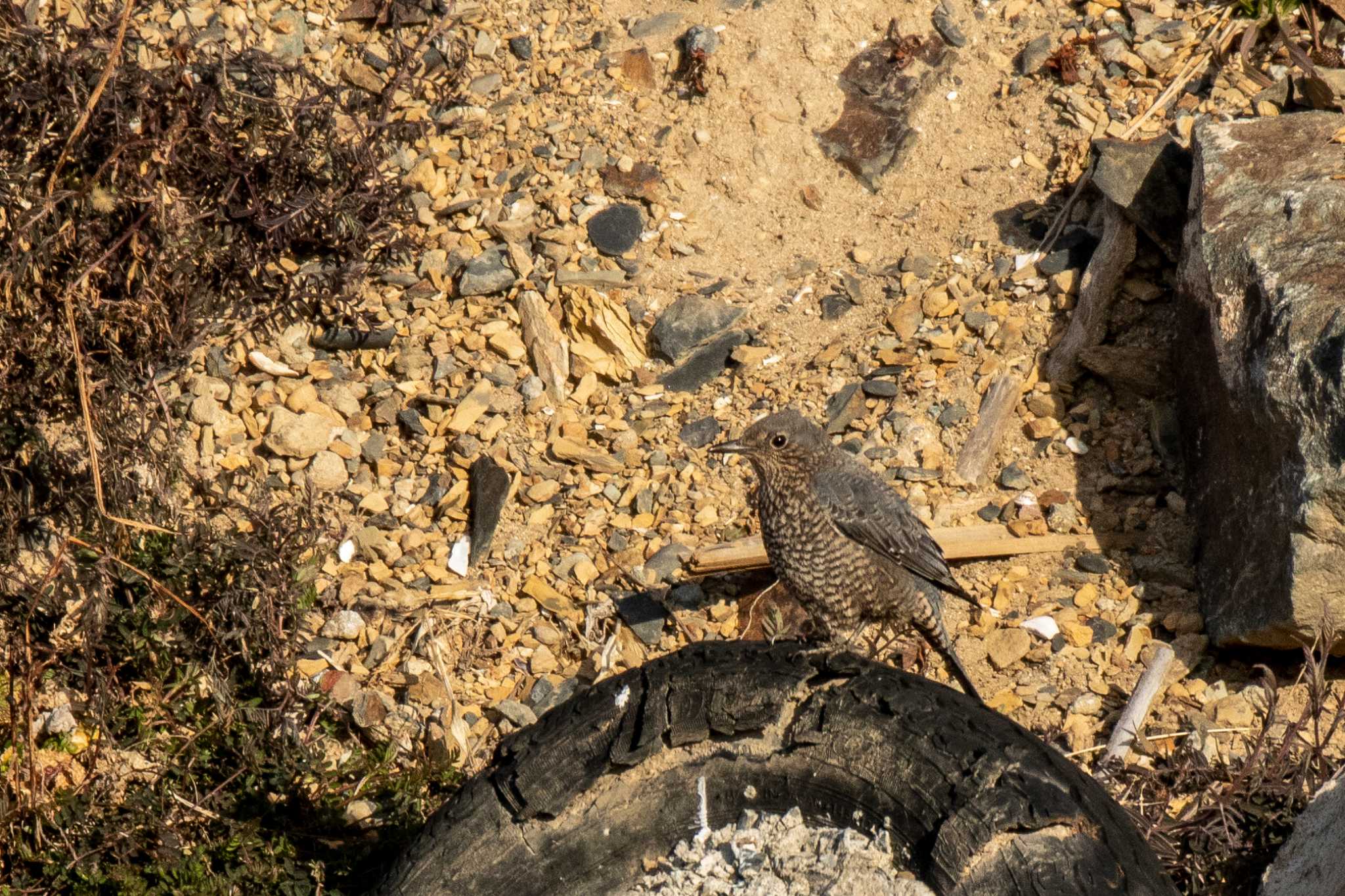 Photo of Blue Rock Thrush at 志津川湾 by かつきち