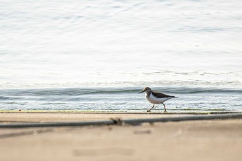 イソシギ 志津川湾 2021年2月13日(土)