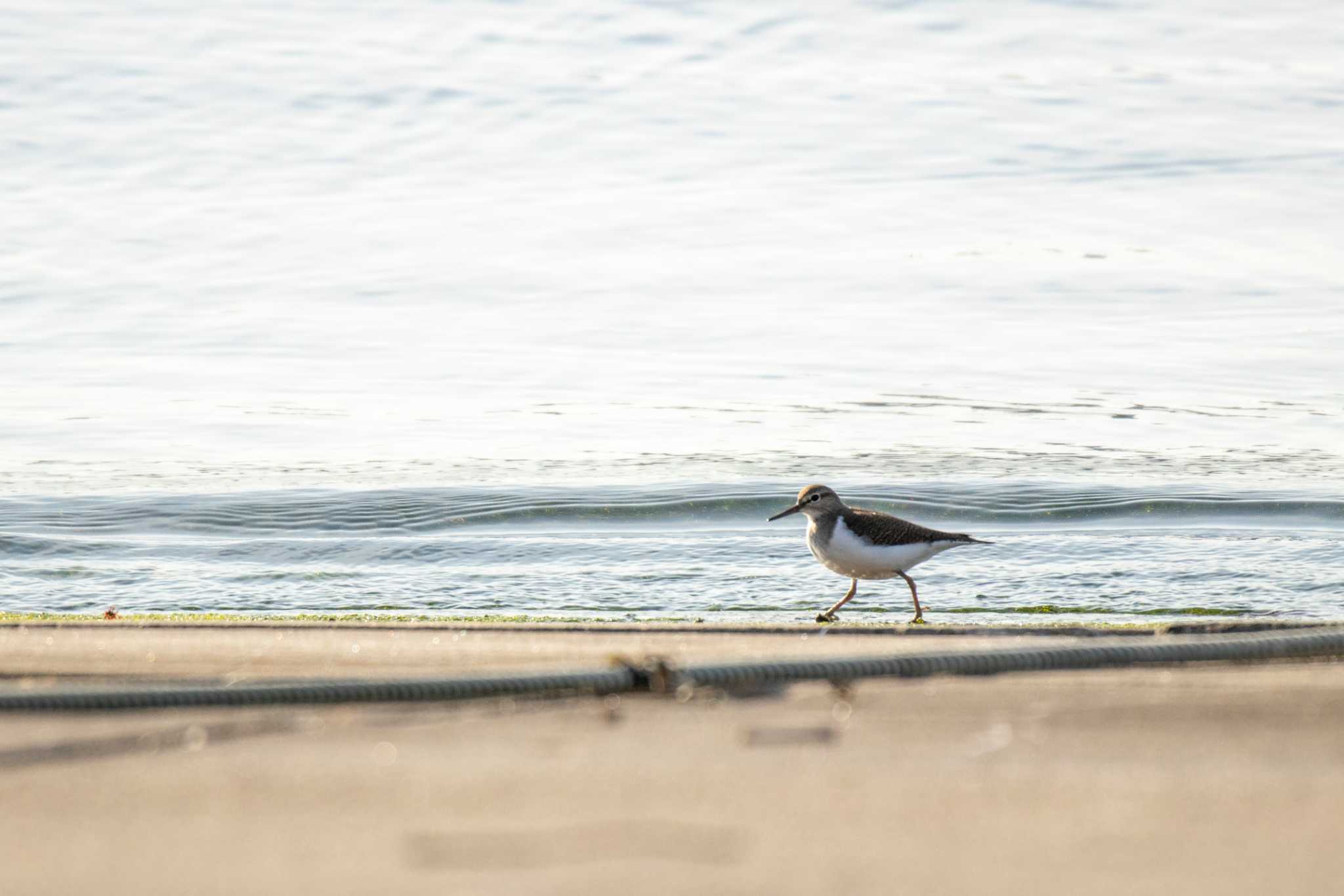 Common Sandpiper