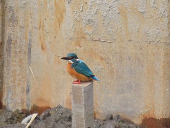 Common Kingfisher 山崎川中流域 Sat, 2/13/2021