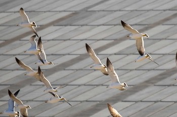 Black-tailed Gull 志津川湾 Sat, 2/13/2021