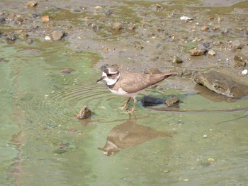 Long-billed Plover 山崎川中流域 Sat, 2/13/2021