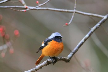 Daurian Redstart Unknown Spots Fri, 2/12/2021