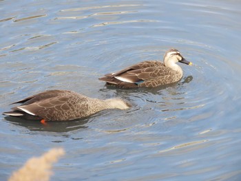 Eastern Spot-billed Duck 山崎川中流域 Sat, 2/13/2021