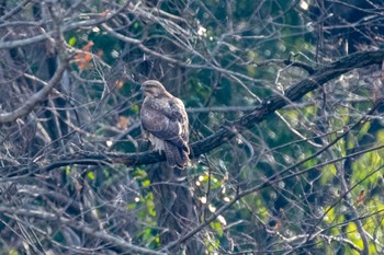 2021年2月13日(土) 北本自然観察公園の野鳥観察記録