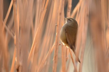 ウグイス 舎人公園 2021年2月13日(土)