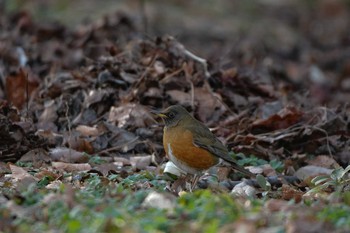 Brown-headed Thrush 白髭橋 Thu, 2/11/2021