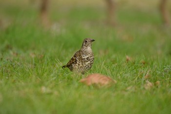 White's Thrush Mizumoto Park Wed, 2/10/2021