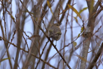 Common Chiffchaff Watarase Yusuichi (Wetland) Mon, 1/2/2017