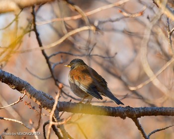 シロハラ 北山緑化植物園(西宮市) 2021年1月15日(金)