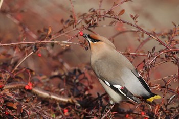 2021年2月13日(土) 北海道　函館市　松倉川の野鳥観察記録