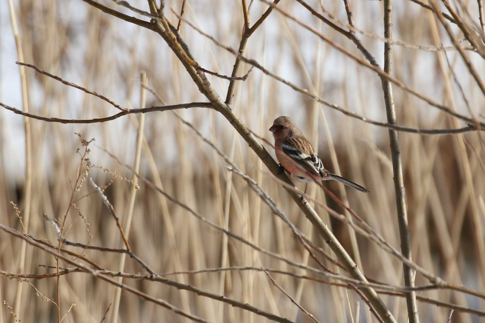 Siberian Long-tailed Rosefinch