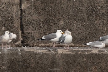 セグロカモメ 銚子漁港 2021年2月12日(金)