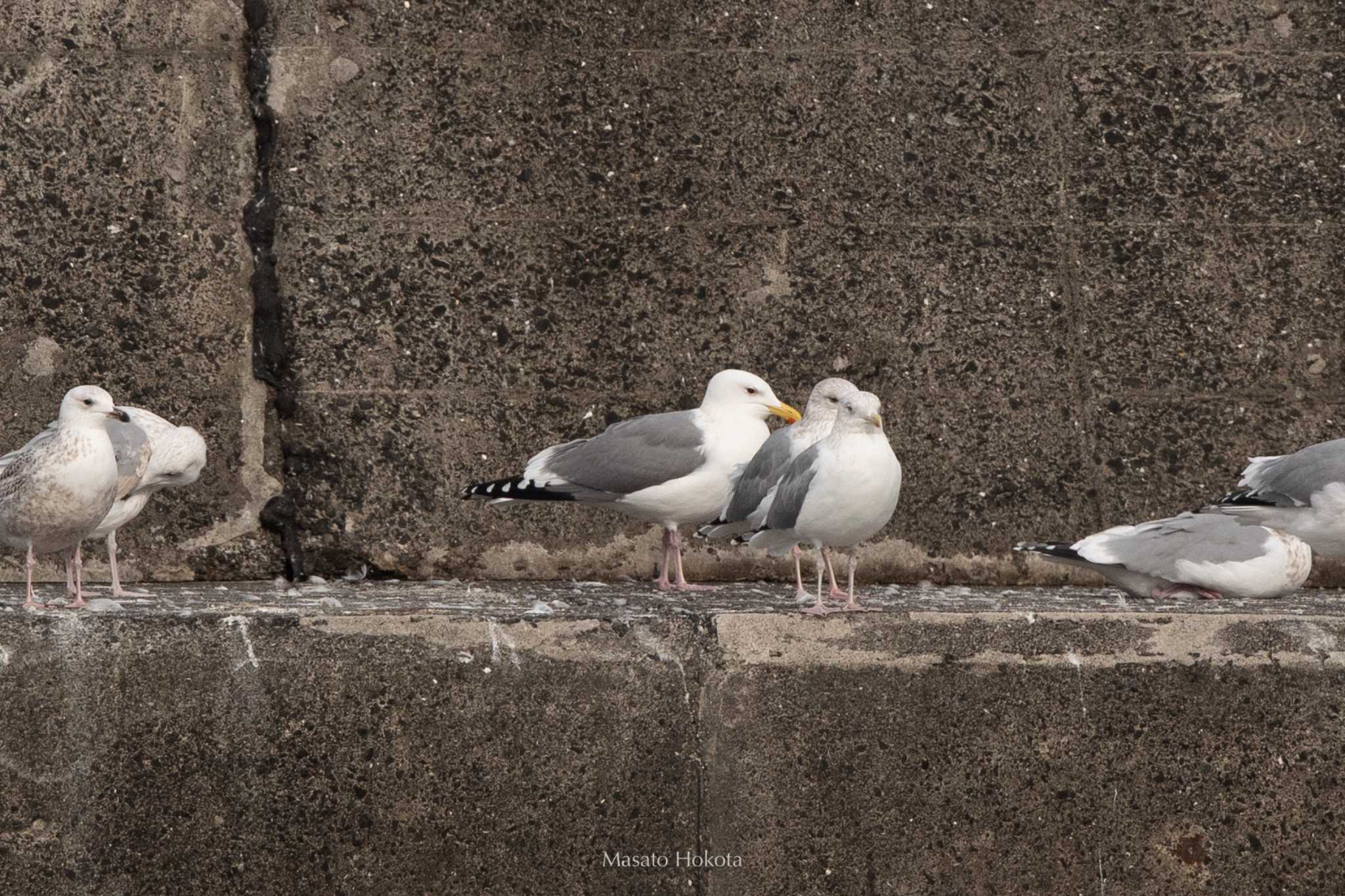 銚子漁港 セグロカモメの写真 by Trio