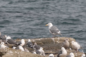 Glaucous-winged Gull Choshi Fishing Port Fri, 2/12/2021