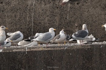 Glaucous Gull Choshi Fishing Port Fri, 2/12/2021