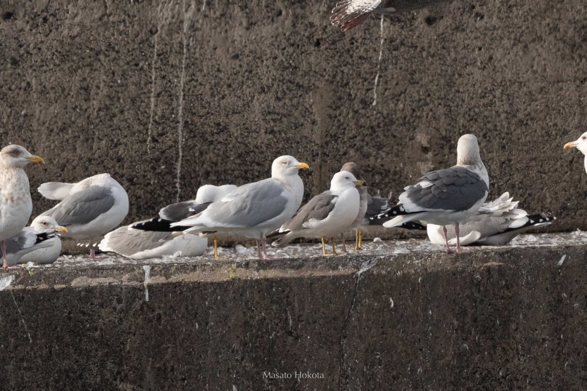 Photo of Glaucous Gull at Choshi Fishing Port by Trio